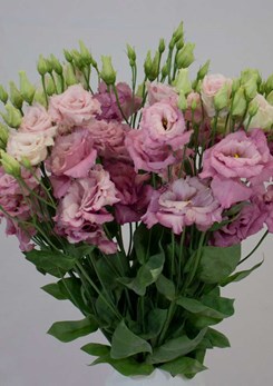 1 Rose Cropped