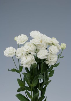1-white -cropped