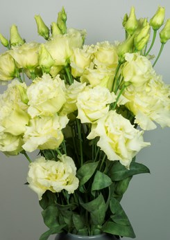 Alissa Yellow 2 1