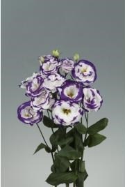 Eustoma Aube Blue Picotee