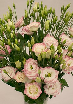Aube -pic -pink