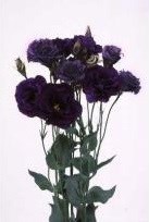 Eustoma Echo -Purple