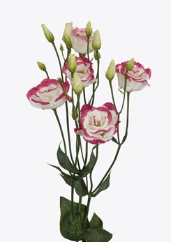 Eustoma 'Excalibur Hot Lips'