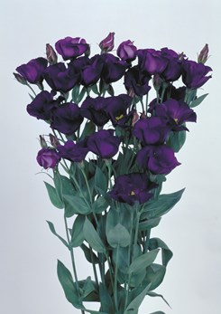 Eustoma Piccolo 2 Violet