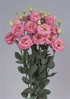 Eustoma Rosita 3 Pink Imp