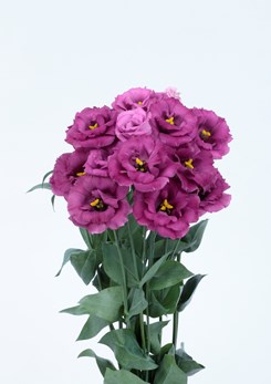 Eustoma Rosita 3 Purple Rose 3