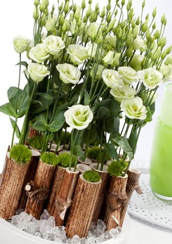 Eustoma Rosita Green