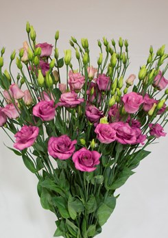 Lisianthus Rosita 4 Rose Pink