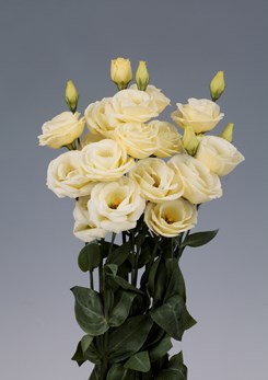 Lisianthus Rosita4yellow