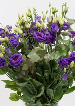 Rosita 3 Blue 3B