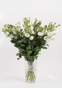 Rosita 3 Pure White