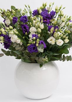 Rosita 3 Pure White & Blue