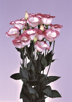 250754 D Piccolo 2 Hot Lips