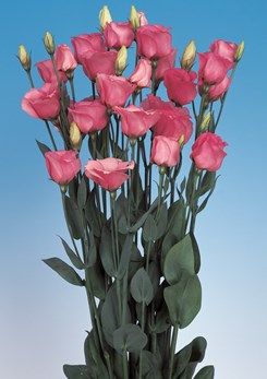 250771 D Piccolo2 Rose Pink