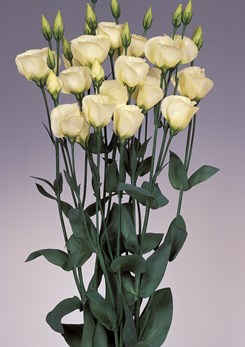 250776 Eustoma Piccolo2 Yellow