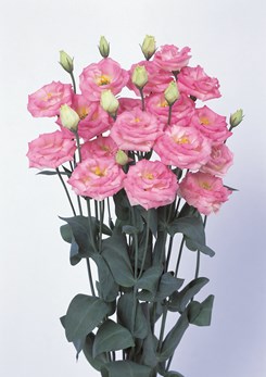 Eustoma Rosita 3 Pink Flash