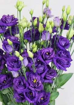 Lisianthus Rosita 4 Blue