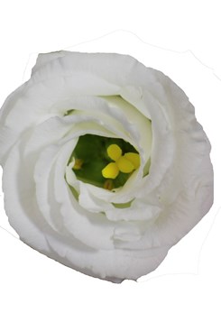 Lisianthus Rosita 4 White Flower