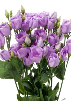 Carice -Lavender