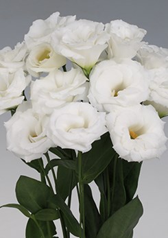 Eustoma -Robella -2-Pure -White