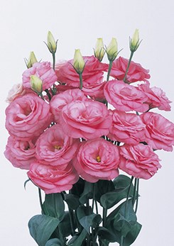 Lisianthus -Robella -Clear -Pink-