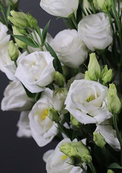Rosita -1-pure -white