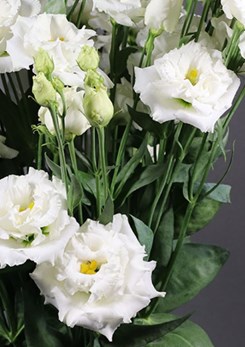 Alissa -1-Pure -White