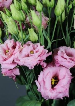 Exclusief -Alissa -2-Light -Pink -Van -Egmond