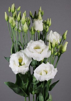 Exclusief -Aube -3-Pure -White -Van -Egmond