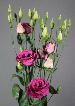Exclusief -Aube -3-Rose -Pink -Van -Egmond