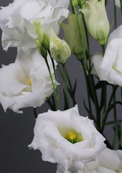 Exclusief -Echo -1-Pure -White -Imp -Van -Egmond