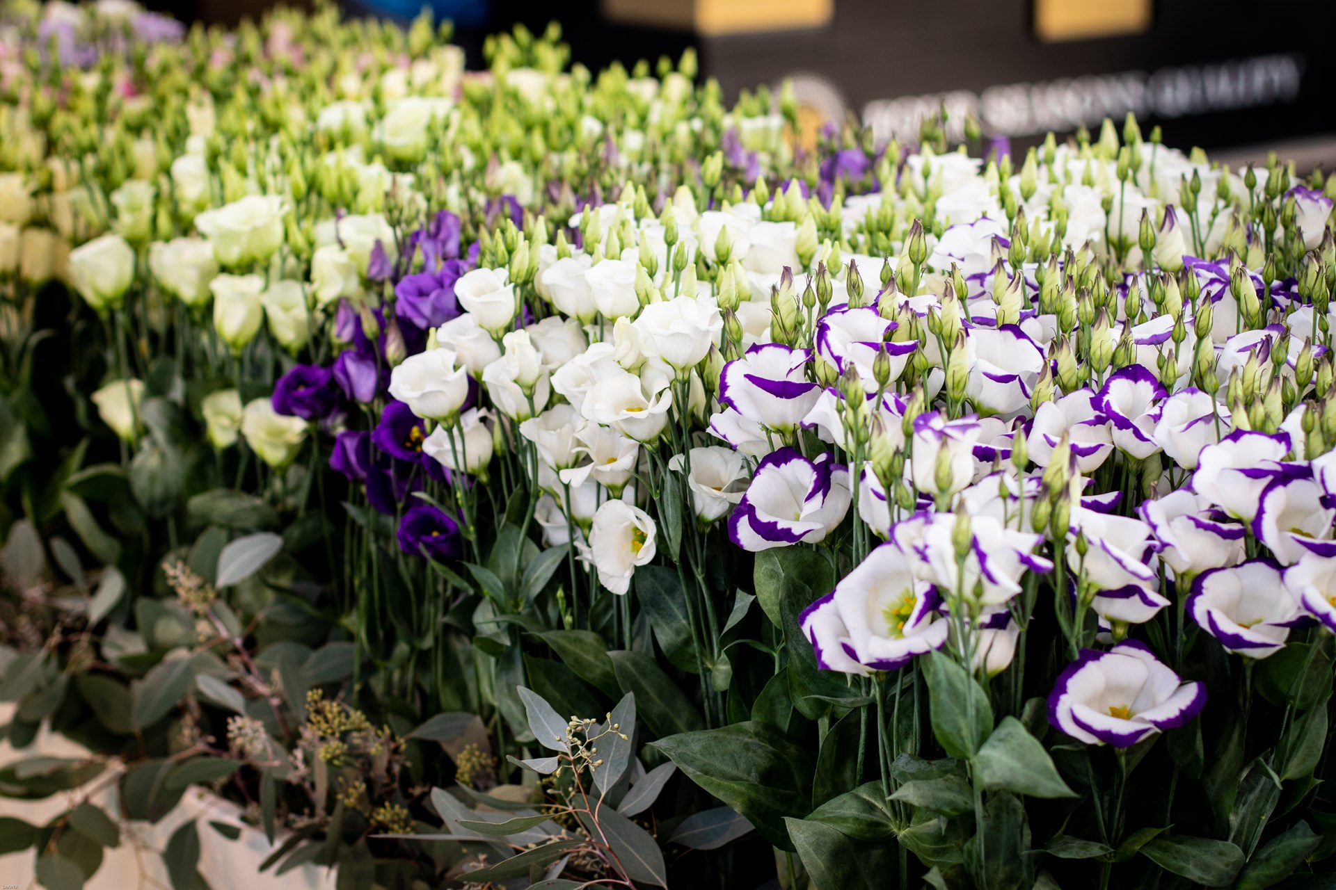 Van Egmond Lisianthus