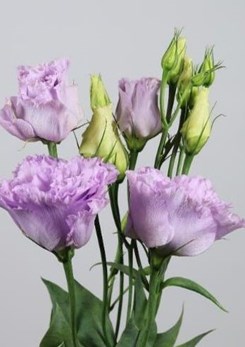 Alissa 2 Lavender