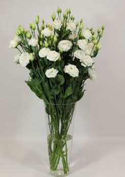 Rosita 2 Pure White