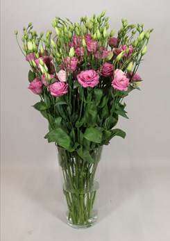 Rosita 2 Pink Imp