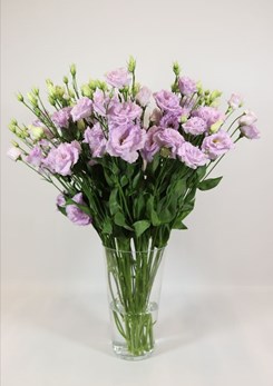 Alissa 1 Lavender
