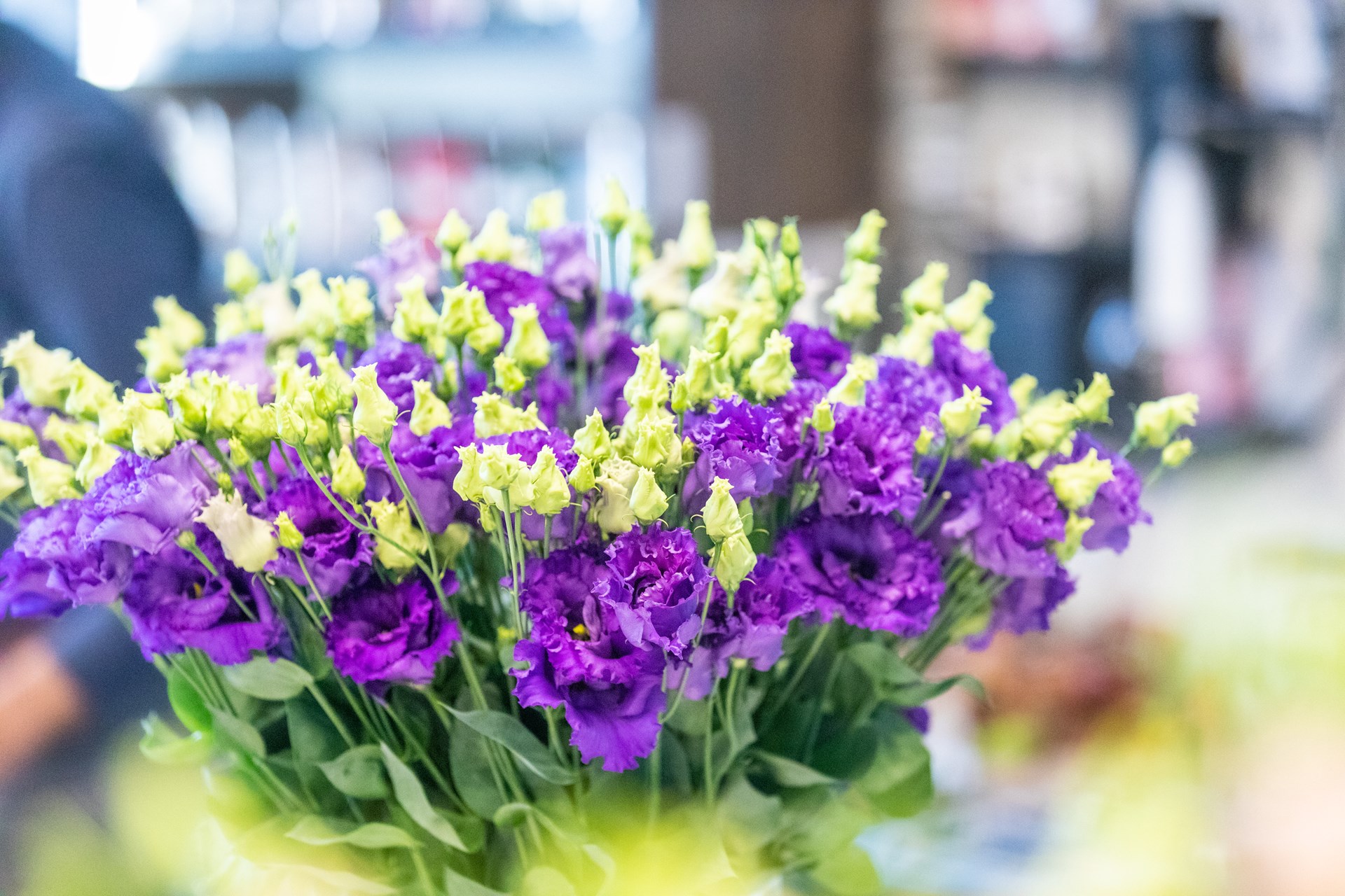 Van Egmond Lisianthus