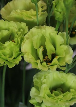 Rosanne -2-Bright -Green