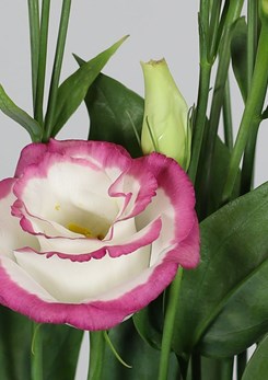 Rosita -3-Pink -Picotee
