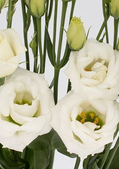 Rosita -3-Pure -White -II