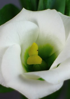 Solo -2-Pure -White