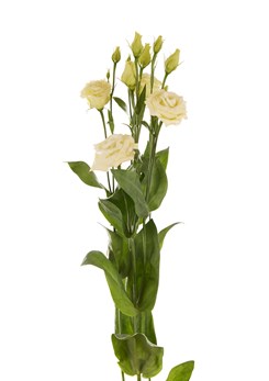 L Rosita 3 Yellow II Tak