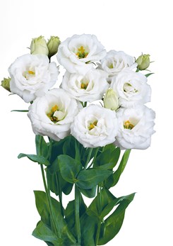 Lisianthus -Rosita -4-Pure -White