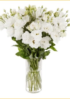 Alissa 2 Pure White