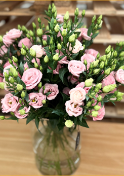 Rosita 3 Bright Pink