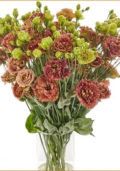 Rosanne 2 Terracotta