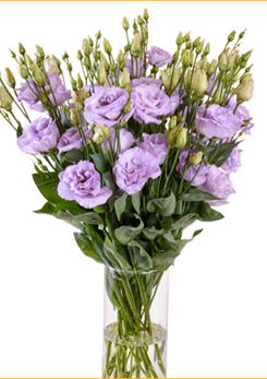 Reina 2 Deep Lavender III