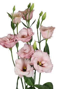Lisianthus -Aube -3-Light -Pink