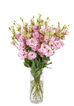 Alissa _2_Light _Pink _II_vaas _643M[1]