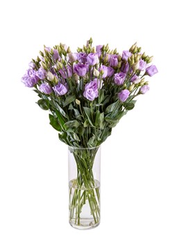 Rosita _3_Lavender _II_253_vaas [1]